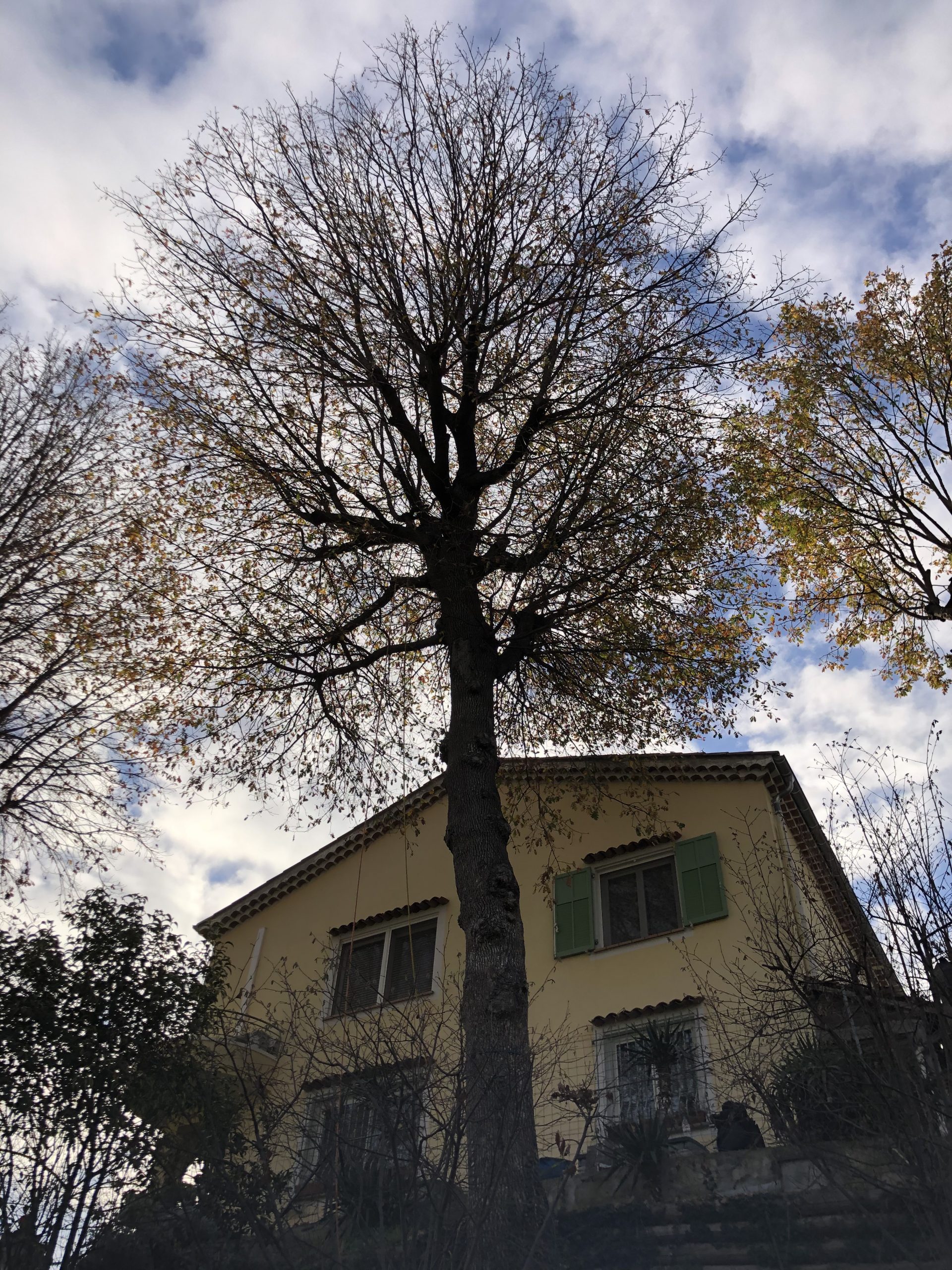IMG_1712 arbre