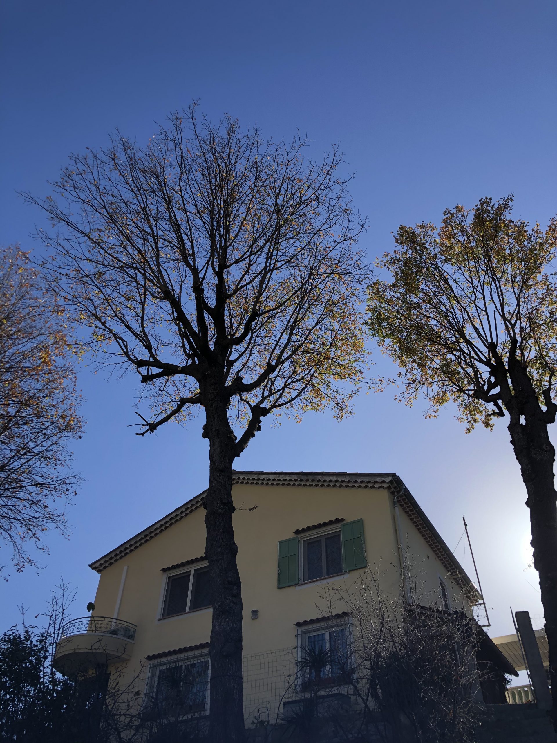 IMG_1713 arbre
