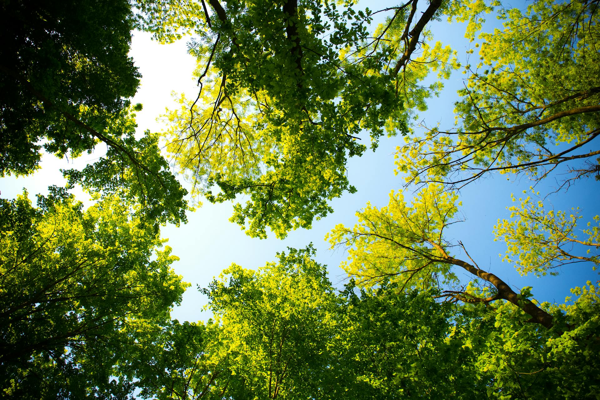 Quels risques courrez-vous en négligeant l’élagage de vos arbres dans les Alpes-Maritimes ?