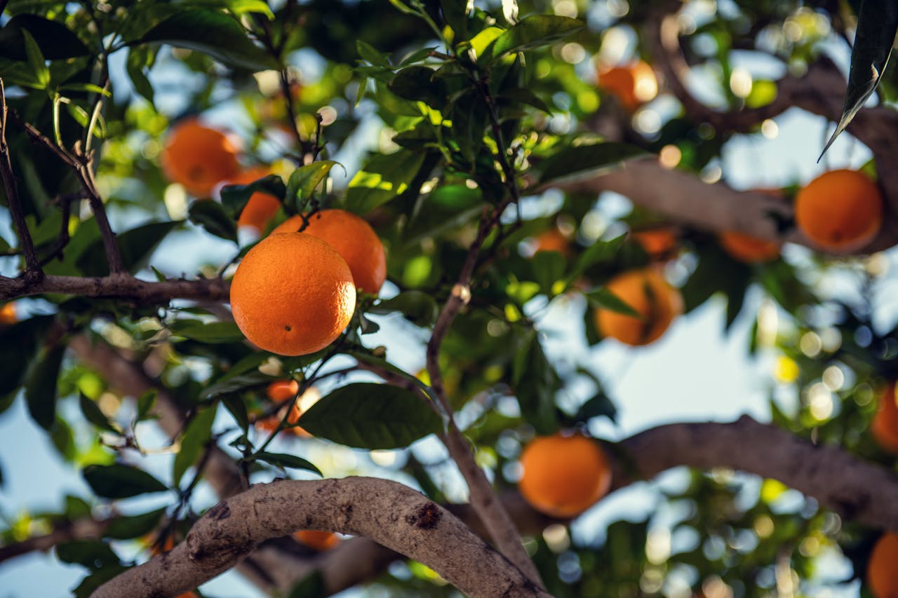 Comment élaguer un arbre fruitier et un arbre ornemental près de Grasse ?
