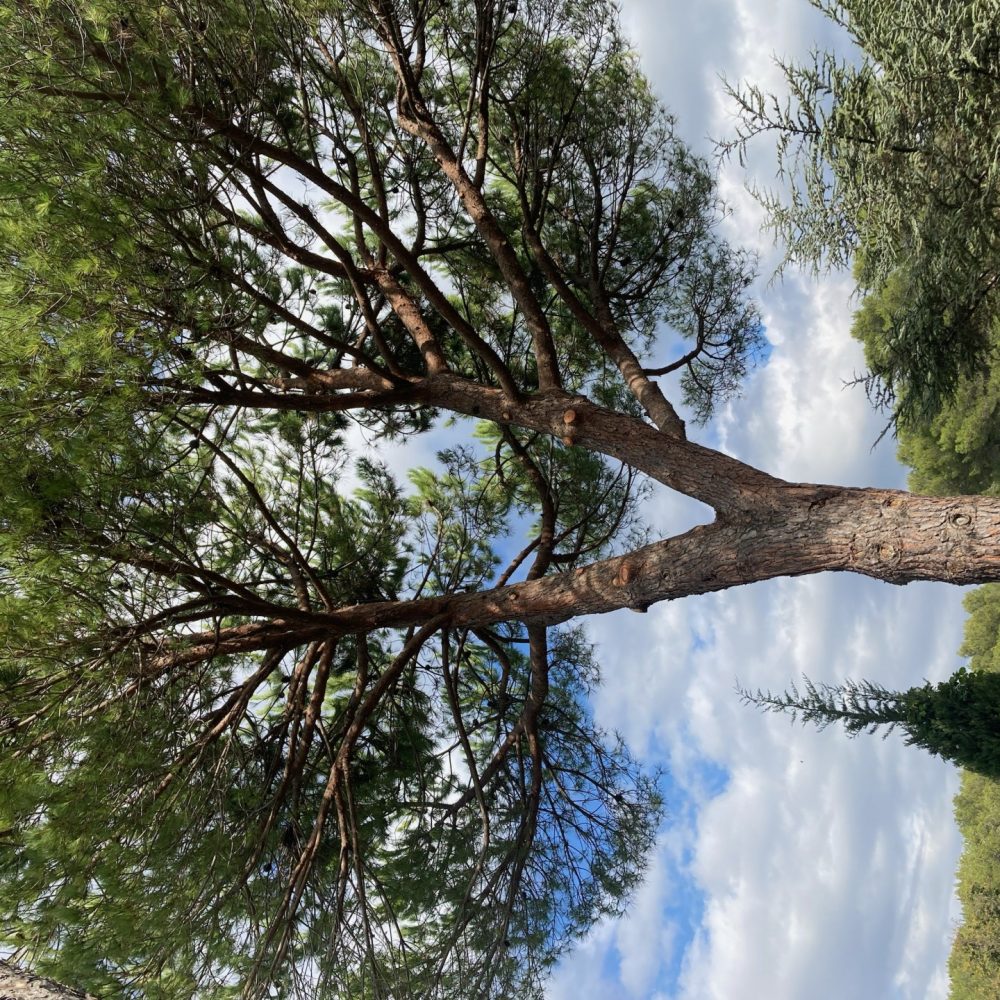 arbre