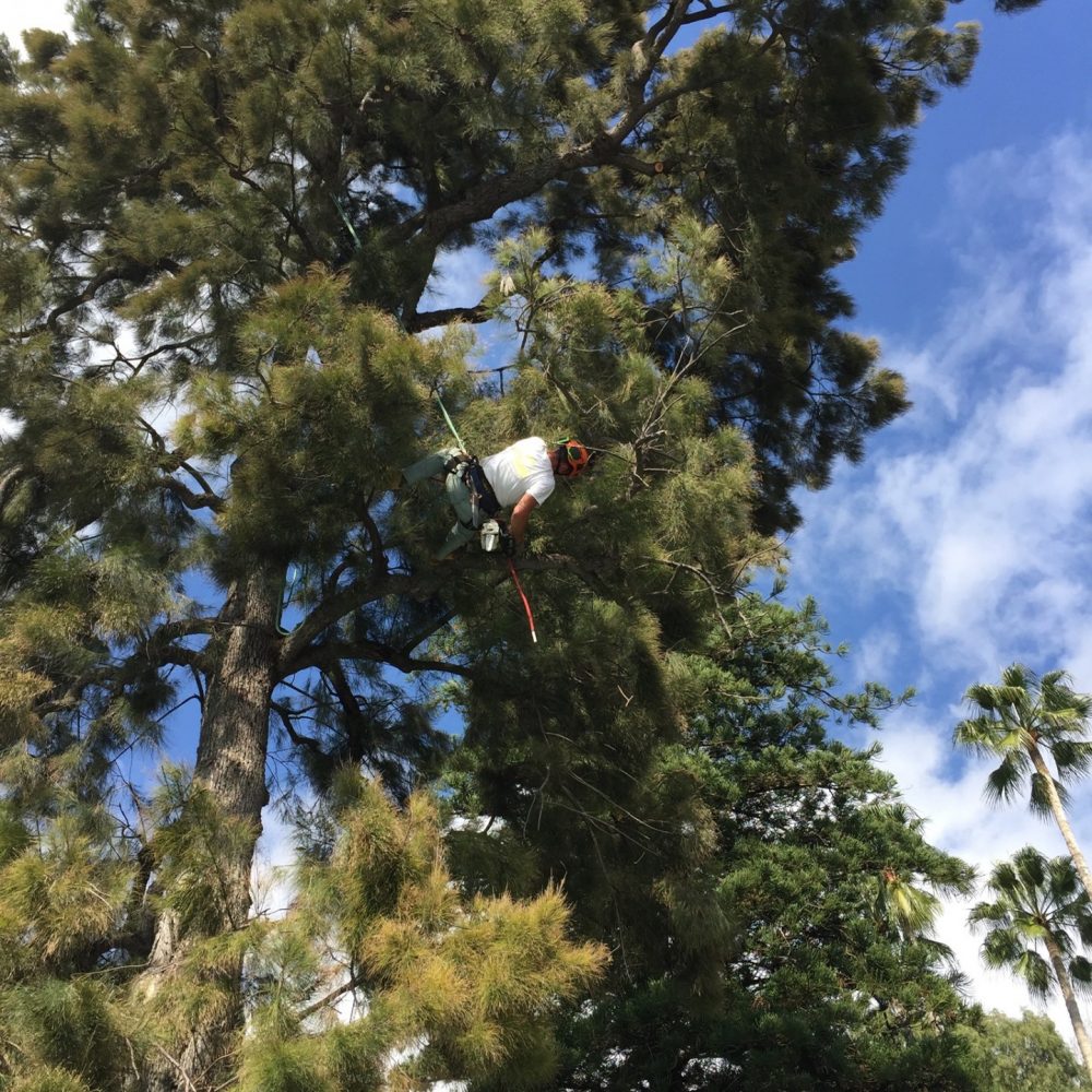 arbre