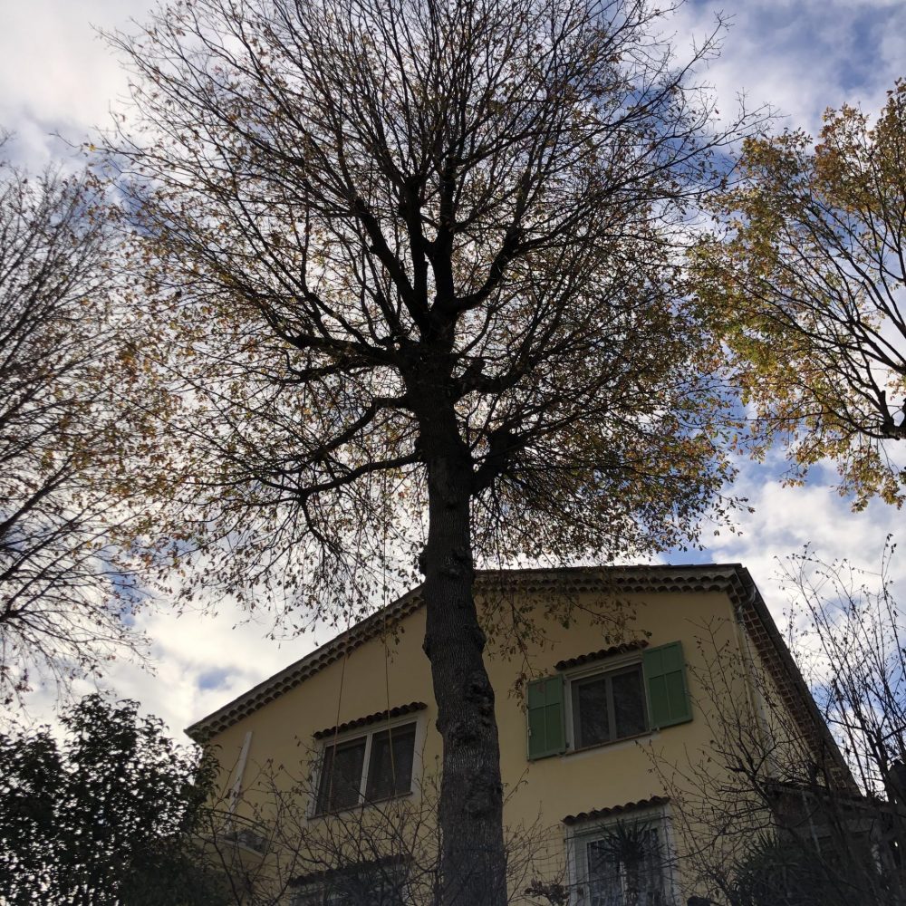 arbre