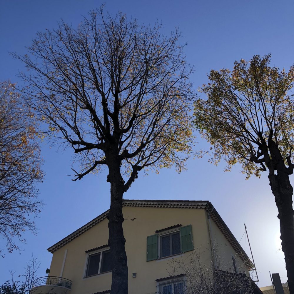 arbre