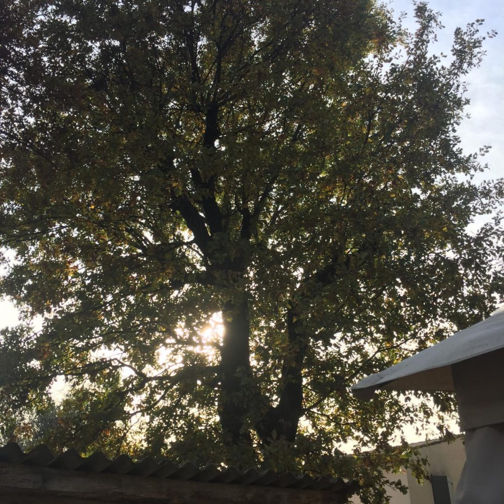 arbre
