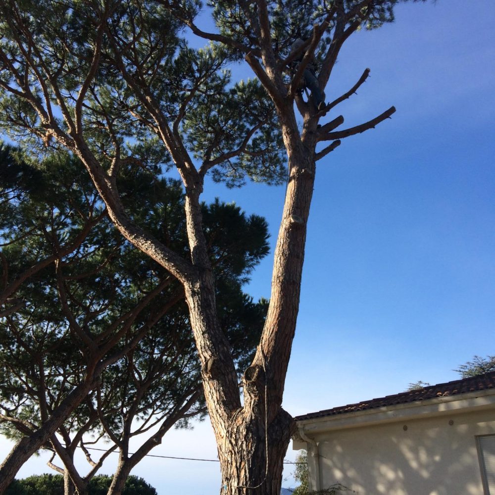 arbre